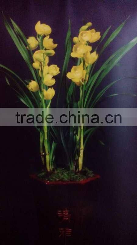 Cymbidium hybridum faberi(Gold Beauty)