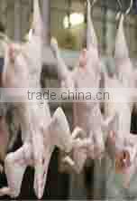 China Chicken Plucker,chicken plucker fingers,automatic chicken plucker for sale