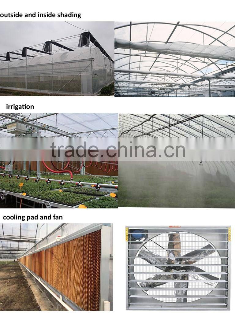 Different Models of Venlo glass multi-tunnel green house With Good After-sale Service