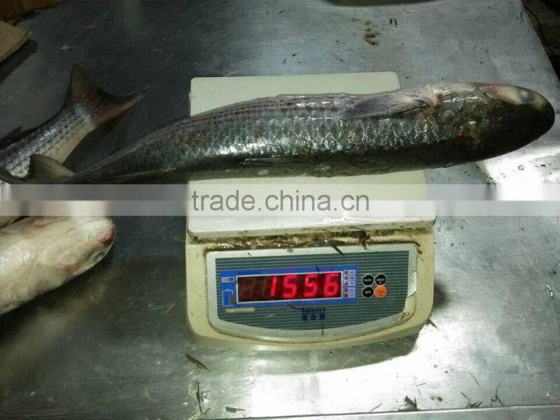 land frozen grey mullet whole round with size 1500-2000g