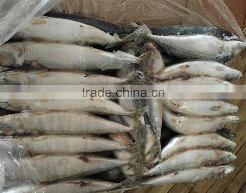 Nice Quality Frozen Mackerel For Sale