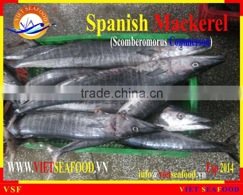 FROZEN SPANISH MACKEREL WHOLE ROUND