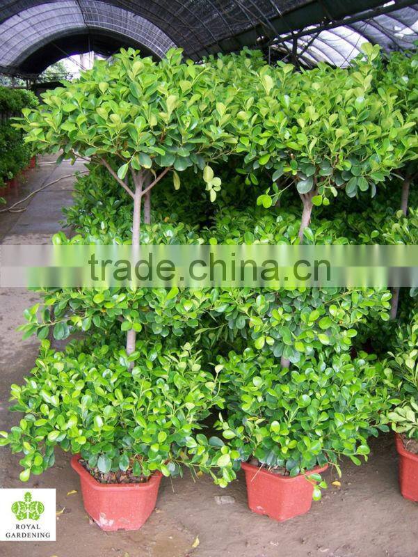 Ficus panda 3 steps topiary plant for landscaping