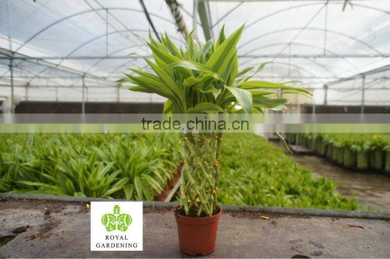 Lucky bamboo ( Dracaena Sanderiana) cage shape nursery