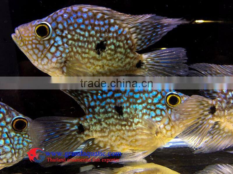Green Texas Cichlid for freshwater aquarium fish
