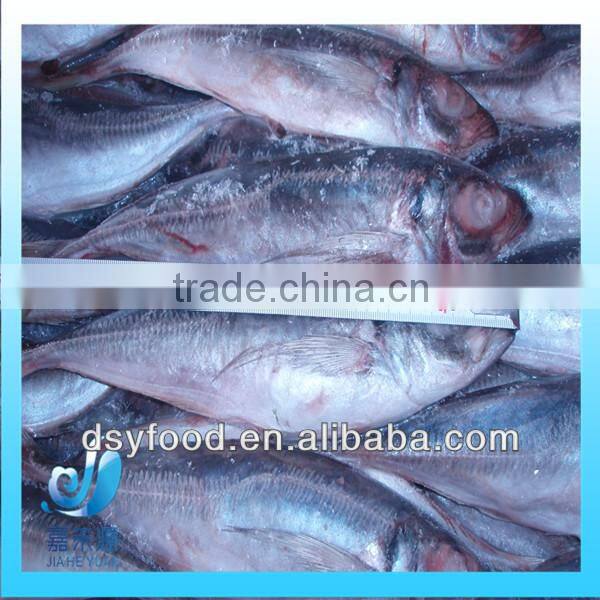 Frozen whole round pacific mackerel fish
