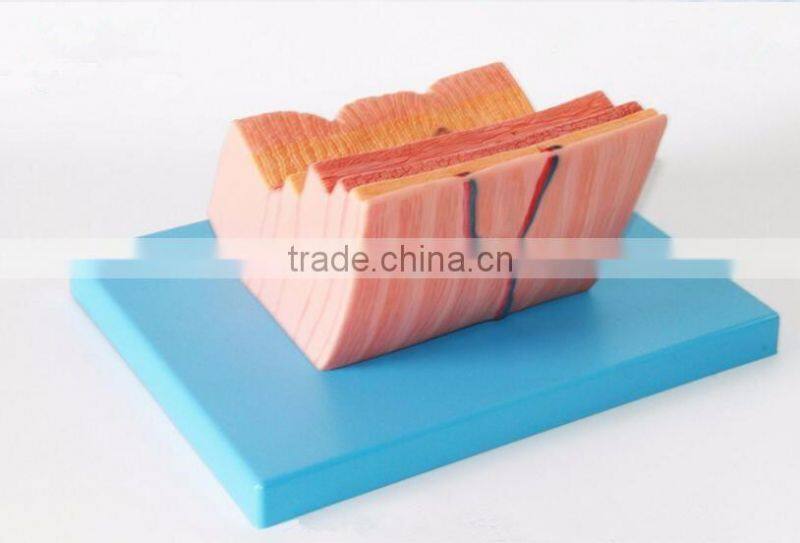 The human stomach amplification hierarchy model of gastric digestive department special amplification model