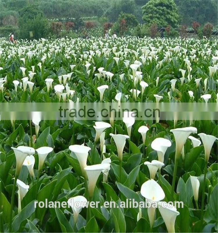 2016 fashion graceful white calla lily flower to express global