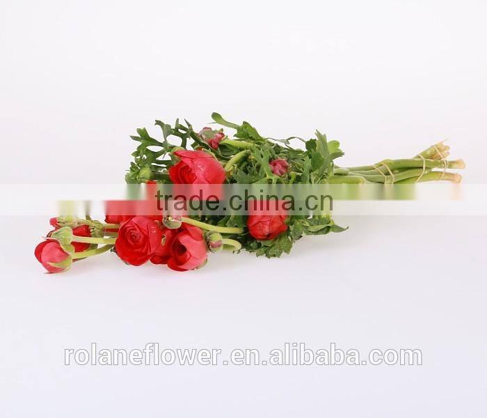 valentine's day wholesale good quality bright yellow fresh fan columbine from china