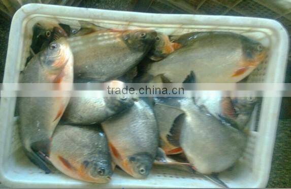 whole round frozen pomfret fish are fresh
