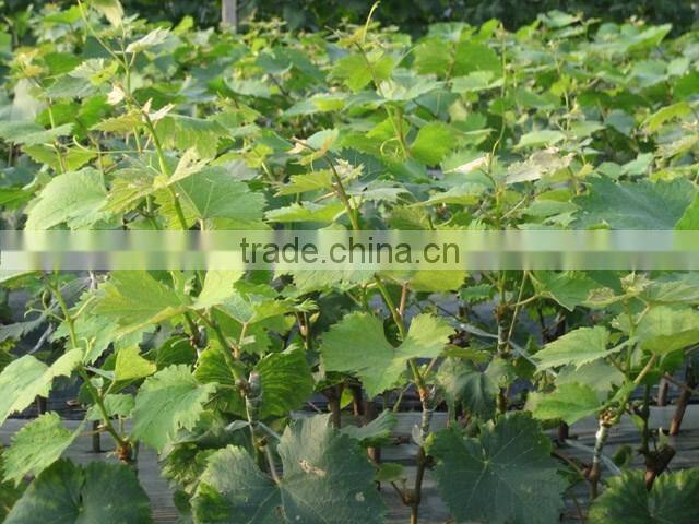 Easy survival putao shu:The grape seedling