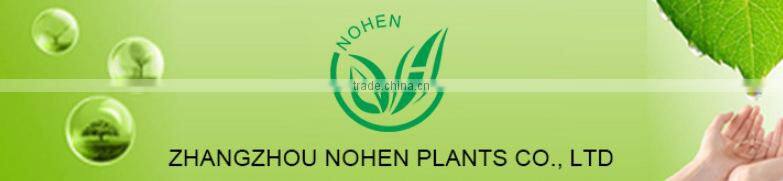 Indoor and Outdoor Ornamental Zamia Furfuracea Ait Plants