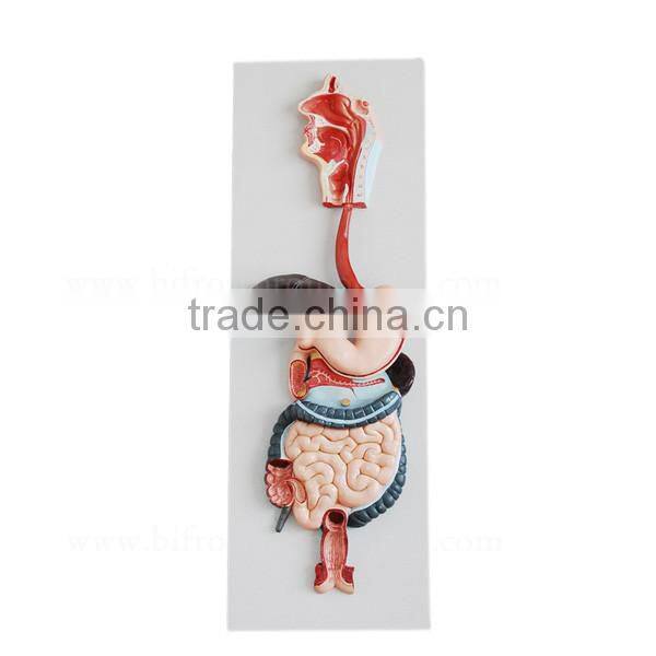 Vivid Organs Digestive System Human Torso Model
