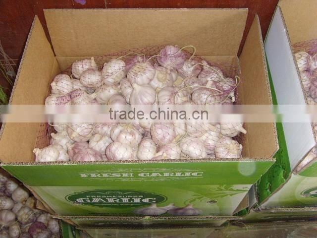 Jinxiang Garlic Normal White Fresh Garlic New Crop