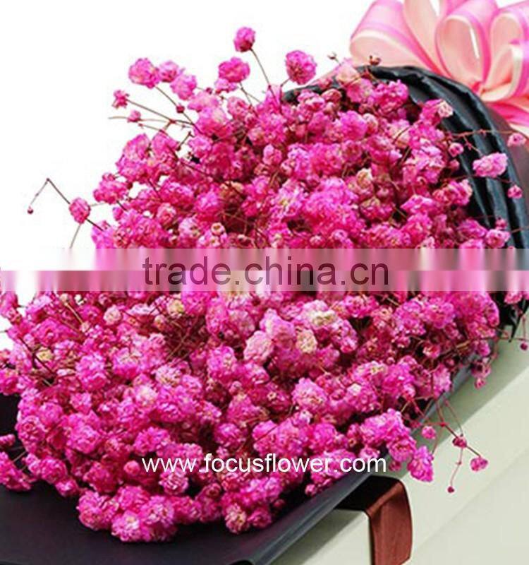 Wholesale Tropical Flowers Fresh Cut Babysbreath Global Distribution Baby's Breath