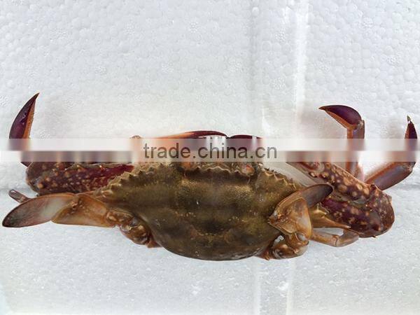 new frozen whole blue swimming crab wholesale frozen crab