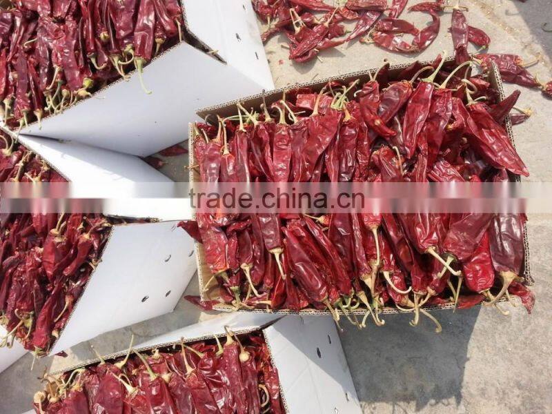 American red chilli