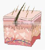 Vertical IPL+ RF hair removal & skin rejuvenation machine MED-130C