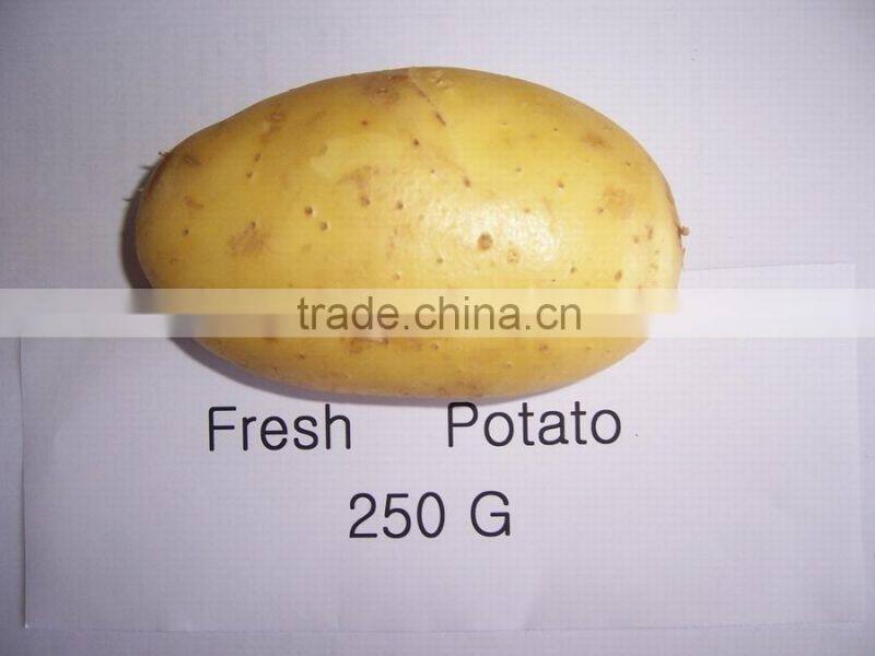 2015 new crop of fresh potatos mesh bag packing potato from China for wholesale