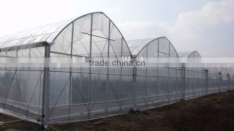 Simple single flower cultivation in greenhouse
