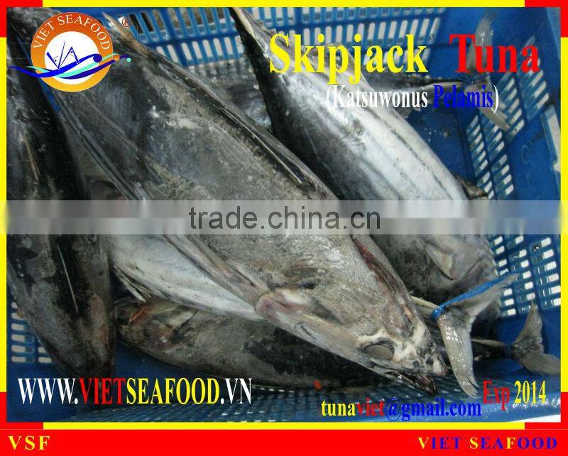 FROZEN SKIPJACK TUNA WHOLE ROUND