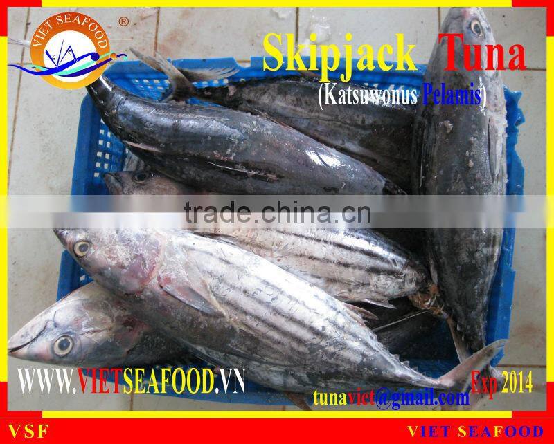 FROZEN SKIPJACK TUNA WHOLE ROUND