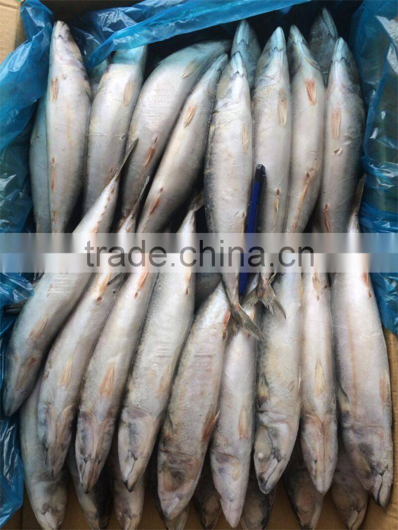 Frozen mackerel 200-300g W/R scomber japonicus