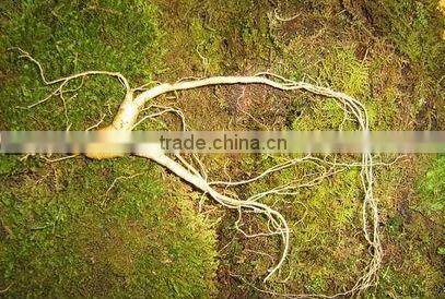wild gensing, natural wild gensing, panax gensing,jilin gensing