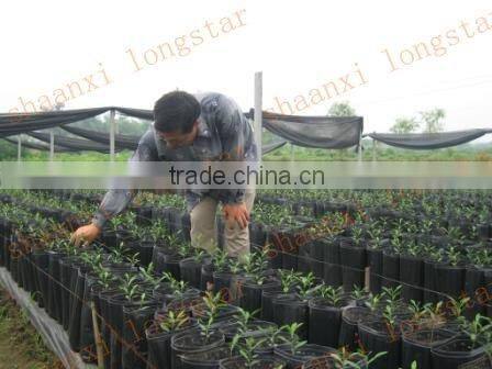 Plastic nursery pots and planters