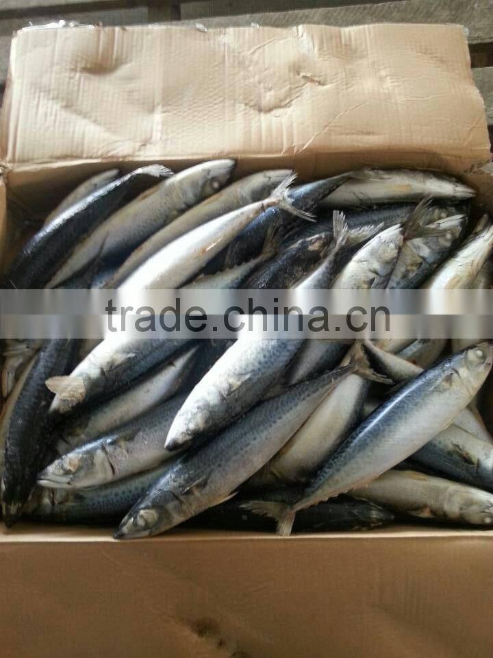 Big Size Whole Round Frozen Mackerel Pacific Mackerel