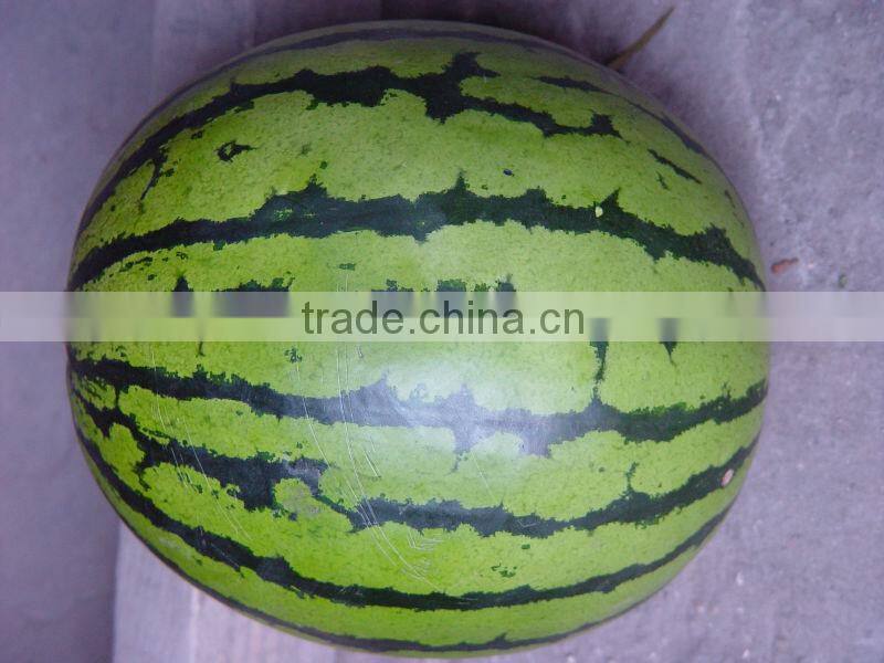 Xingyan JF chinese watermelon hybrid seed