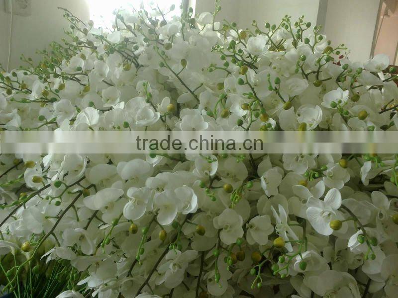 silk orchid flowering