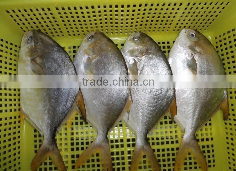 New Wholesale Seafood Whole Round Frozen Golden Pomfret/Pompano Fish
