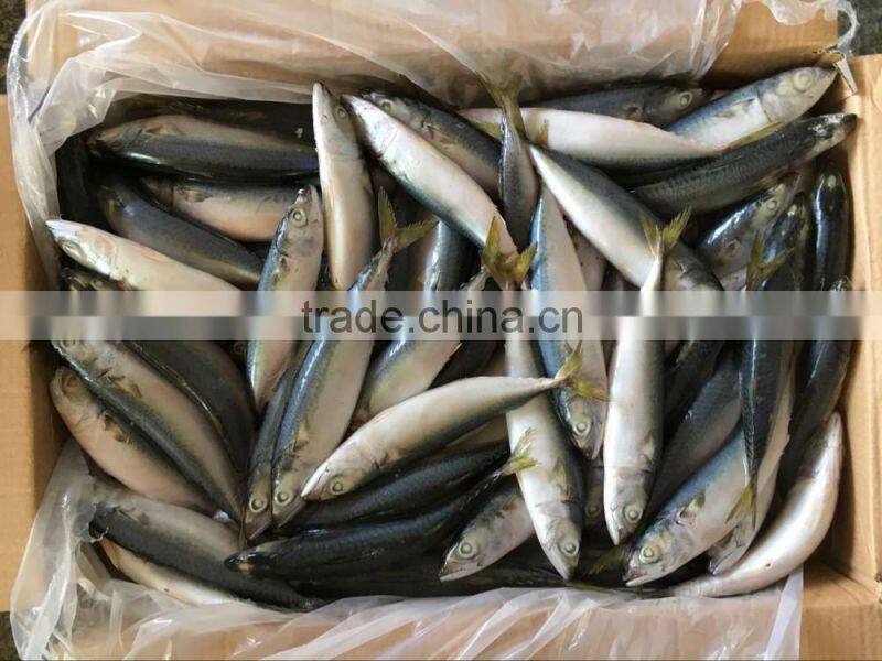 whole round pacific mackerel with landing frozen