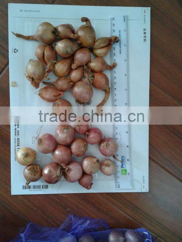 fresh onion