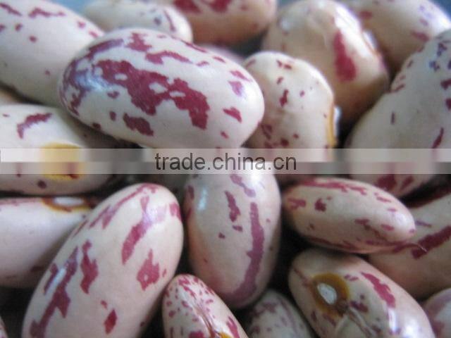 all sizes round Light Speckled Kidney Beans