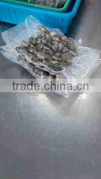 VENERUPIS VARIEGATA FROZEN BABY CLAM WITH SHELL