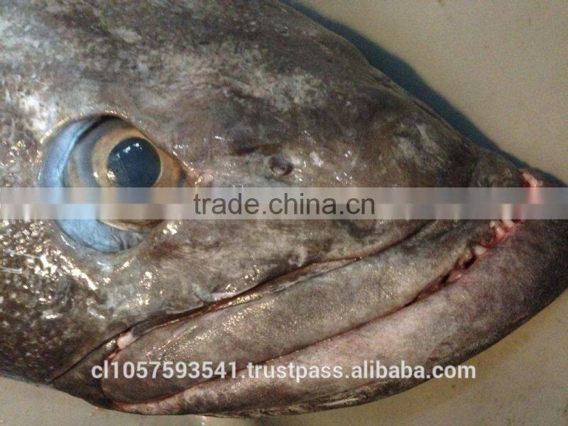 Patagonian Toothfish or Real Chilean Seabass