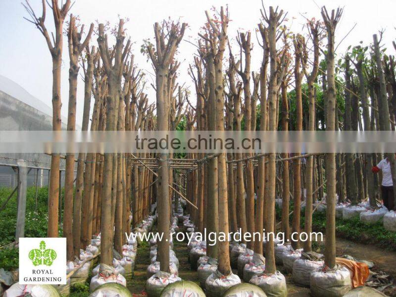 Ficus Religiosa nursery land