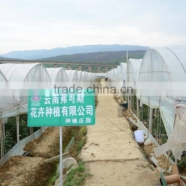 Fashionable Honey fresh cut gerbera flower