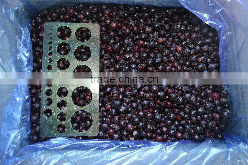 frozen IQF black currant and iqf frozen fruit