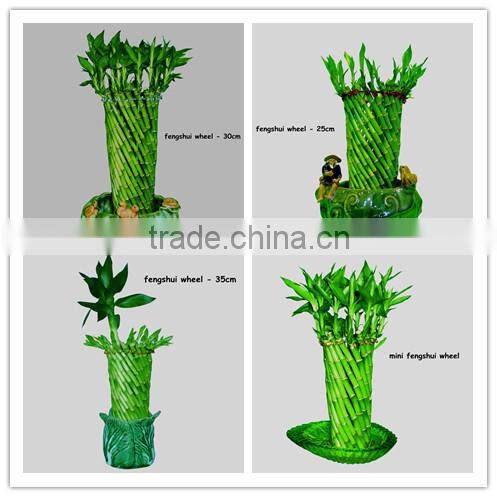 fengshui wheel lucky bamboo air bonsai tree dracaena sanderiana indoor ornamental aquatic water plants nursery garden decoration