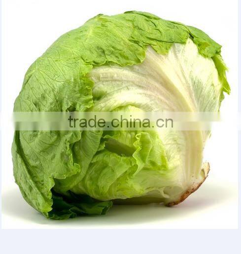 fresh lettuce