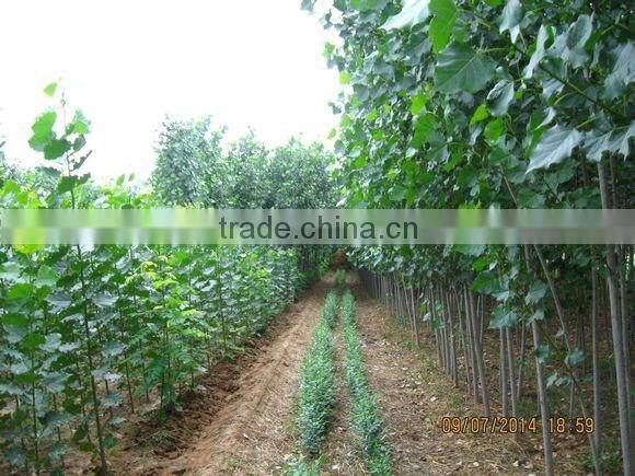 Ulmus pumila L. seedling