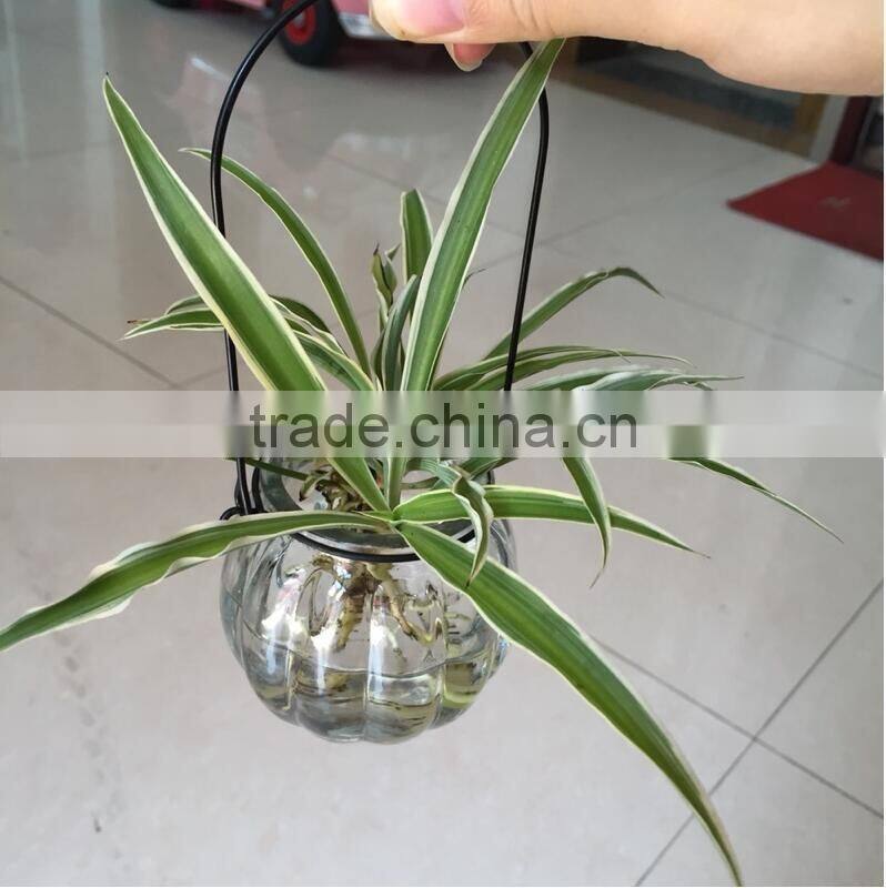 hang transparent glass vase/Other copper grass plants hang bottle hydroponic flower pot