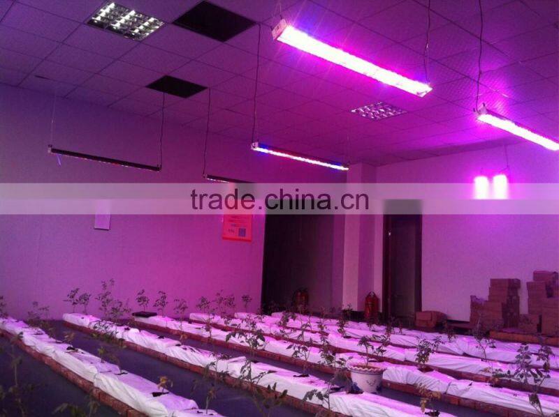 Factory direct sale 5000w led grow light
