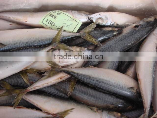 whole round frozen pacific mackerel150-200g