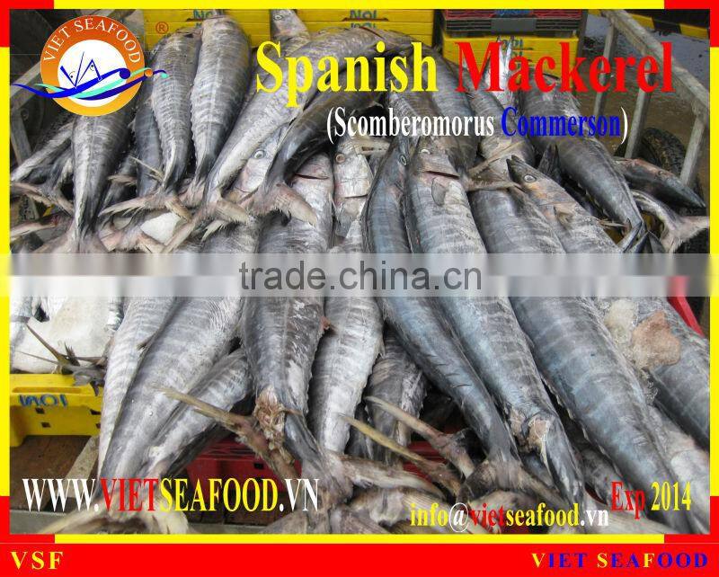 FROZEN SPANISH MACKEREL W/R