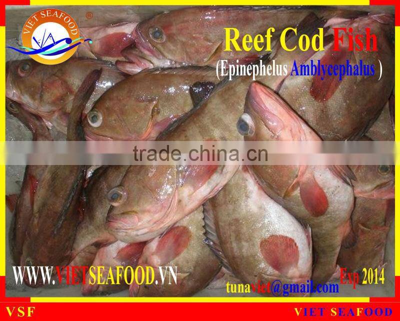 FROZEN REEF COD FISH WHOLE ROUND
