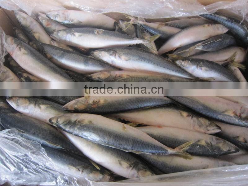 frozen mackerel 8-10pieces/kg new coming